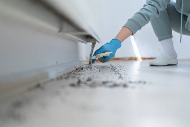 Best Cockroach Control Services  in Sudley, VA